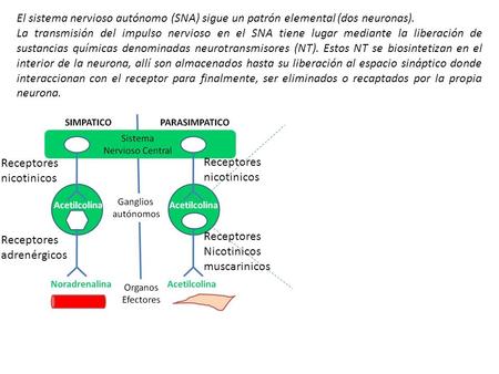 El sistema nervioso autónomo (SNA) sigue un patrón elemental (dos neuronas). La transmisión del impulso nervioso en el SNA tiene lugar mediante la liberación.