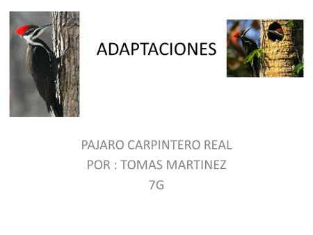 ADAPTACIONES PAJARO CARPINTERO REAL POR : TOMAS MARTINEZ 7G.