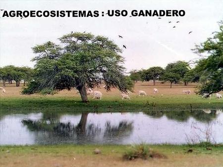 AGROECOSISTEMAS : USO GANADERO. SISTEMAS PASTORILES (Golluscio, Cotroneo) 03/09Ecofisiología de las pasturas y pastizales. Marco conceptual sobre el funcionamiento.