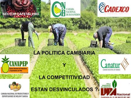 LA POLITICA CAMBIARIA Y LA COMPETITIVIDAD ESTAN DESVINCULADOS ? SECTOR CAFETALERO.