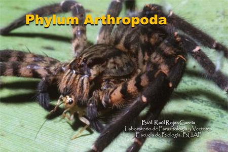 Phylum Arthropoda Biól. Raúl Rojas García Laboratorio de Parasitología y Vectores Escuela de Biología, BUAP Biól. Raúl Rojas García Laboratorio de Parasitología.