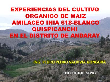 EXPERIENCIAS DEL CULTIVO ORGANICO DE MAIZ AMILACEO INIA 618-BLANCO QUISPICANCHI EN EL DISTRITO DE ANDARAY ING. PEDRO PEDRO VALDIVIA GONGORA OCTUBRE 2016.