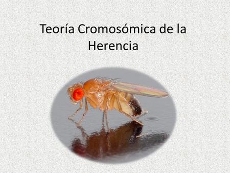Teoría Cromosómica de la Herencia. Theodor Heinrich Boveri (12 de octubre de de octubre de 1915). Genetista alemán, investigó el papel del del.