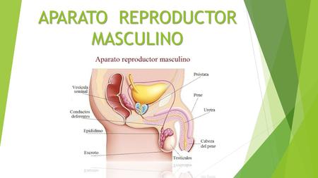 APARATO REPRODUCTOR MASCULINO. Los órganos genitales masculinos comprenden:. Órganos genitales externos - escroto - pene - testículos. Órganos genitales.