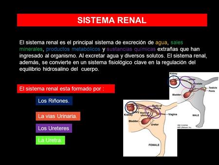 SISTEMA RENAL El sistema renal es el principal sistema de excreción de agua, sales minerales, productos metabólicos y sustancias químicas extrañas que.