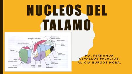 NUCLEOS DEL TALAMO MA. FERNANDA CEVALLOS PALACIOS. ALICIA BURGOS MORA.