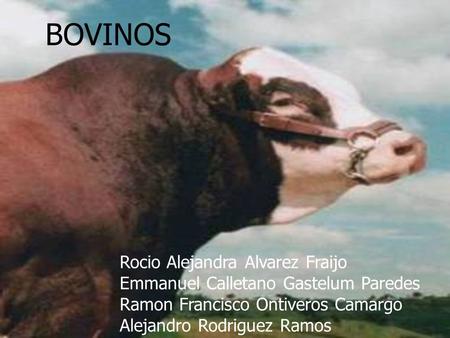 BOVINOS Rocio Alejandra Alvarez Fraijo Emmanuel Calletano Gastelum Paredes Ramon Francisco Ontiveros Camargo Alejandro Rodriguez Ramos.