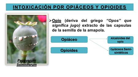 INTOXICACIÓN POR OPIÁCEOS Y OPIOIDES  Opio  Opio (deriva del griego ‘‘Opos’’ que significa jugo) extracto de las capsulas de la semilla de la amapola.