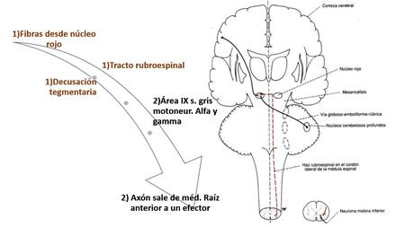 TRACTO TECTOESPINAL Primera neurona: Sus axones se cruzan formando la decusación tegmental dorsal Segunda neurona: axón sale de la médula por la raíz.