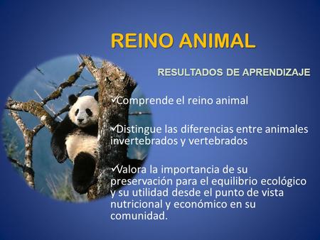 REINO ANIMAL Comprende el reino animal