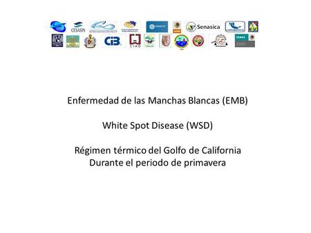 Enfermedad de las Manchas Blancas (EMB) White Spot Disease (WSD)