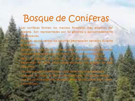 Bosque de Coníferas Las coníferas forman los macizos forestales más extensos del planeta. Son representadas por 51 géneros y aproximadamente 584 especies.