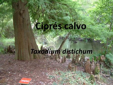 Ciprés calvo Taxodium distichum.