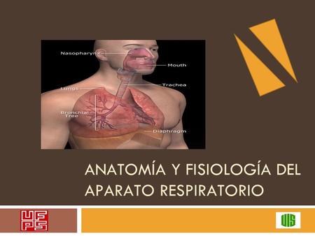 ANATOMÍA Y FISIOLOGÍA DEL APARATO RESPIRATORIO. SISTEMA RESPIRATORIO  1. Ventilación y mecánica respiratoria  2. Intercambio y transporte de gases 