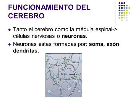 FUNCIONAMIENTO DEL CEREBRO Tanto el cerebro como la médula espinal-> células nerviosas o neuronas. Neuronas estas formadas por: soma, axón dendritas.