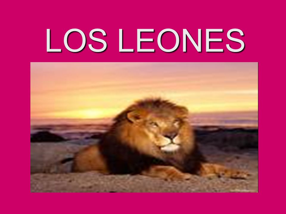 LOS LEONES. - ppt descargar