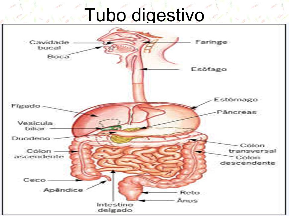 Tubo digestivo. - ppt video online descargar