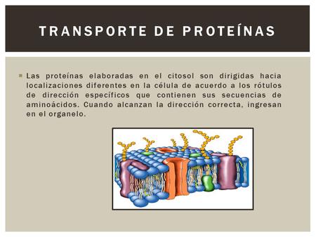  Las proteínas elaboradas en el citosol son dirigidas hacia localizaciones diferentes en la célula de acuerdo a los rótulos de dirección específicos que.