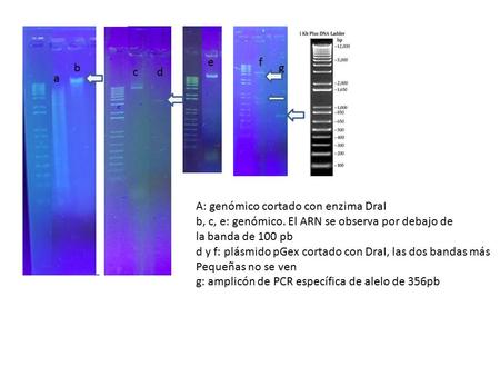 A b cd ef g A: genómico cortado con enzima DraI b, c, e: genómico. El ARN se observa por debajo de la banda de 100 pb d y f: plásmido pGex cortado con.