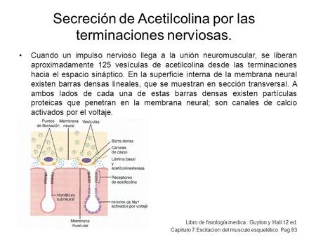 Secreción de Acetilcolina por las terminaciones nerviosas. Cuando un impulso nervioso llega a la unión neuromuscular, se liberan aproximadamente 125 vesículas.