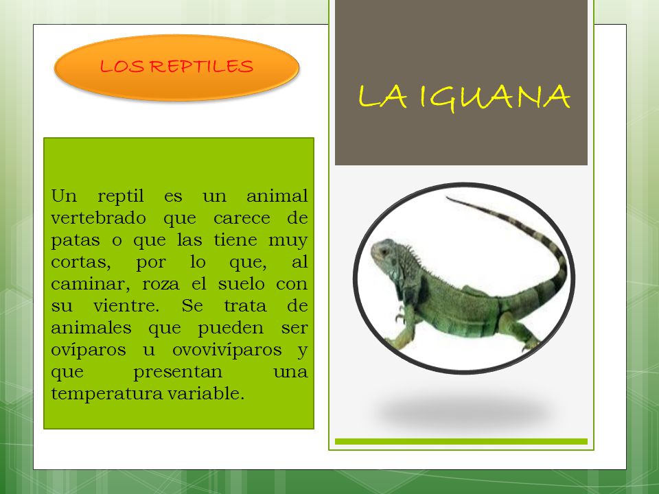LOS REPTILES LA IGUANA Un reptil es un animal vertebrado que carece de  patas o que las tiene muy cortas, por lo que, al caminar, roza el suelo con  su vientre. -