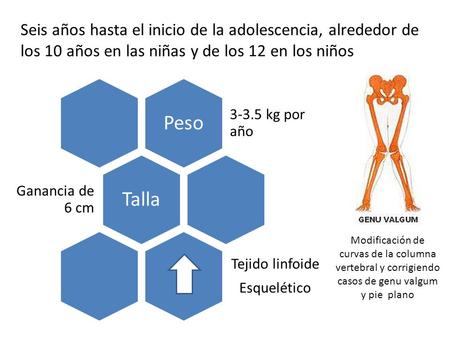 Seis años hasta el inicio de la adolescencia, alrededor de los 10 años en las niñas y de los 12 en los niños Peso kg por año Talla Ganancia de 6.