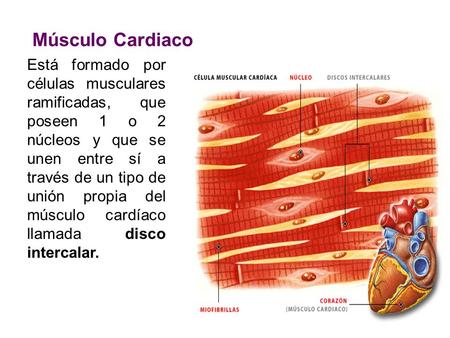 Músculo Cardiaco Está formado por células musculares ramificadas, que poseen 1 o 2 núcleos y que se unen entre sí a través de un tipo de unión propia del.