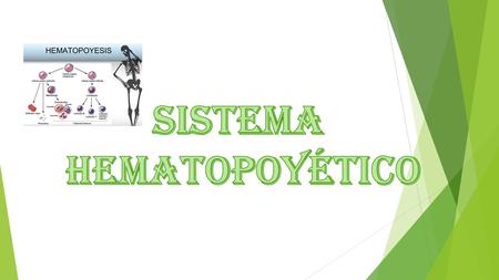 SISTEMA HEMATOPOYÉTICO El sistema hematopoyético (Hema = sangre, poyesis = producción, fabricación) es el sistema encargado de la formación de la sangre.