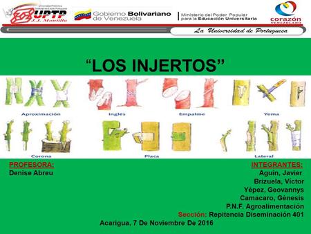 “LOS INJERTOS” PROFESORA: INTEGRANTES: Denise Abreu Aguín, Javier Brizuela, Víctor Yépez, Geovannys Camacaro, Génesis P.N.F. Agroalimentación Sección: