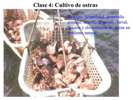 Clase 4: Cultivo de ostras