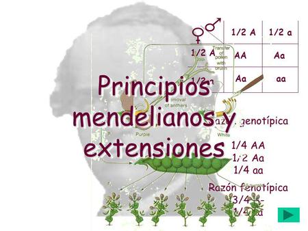 Principios mendelianos y extensiones