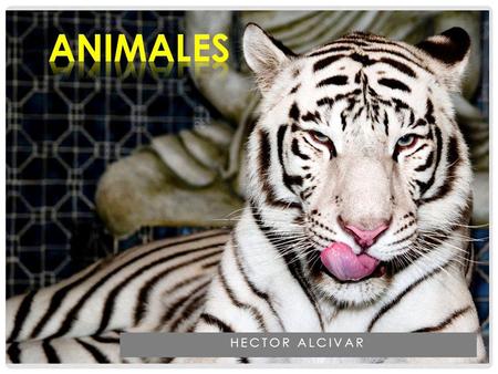 ANIMALES HECTOR ALCIVAR.