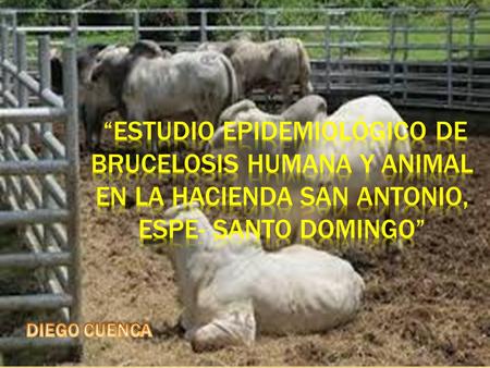 “ESTUDIO EPIDEMIOLÓGICO DE BRUCELOSIS HUMANA Y ANIMAL EN LA HACIENDA SAN ANTONIO, ESPE- SANTO DOMINGO” DIEGO CUENCA.