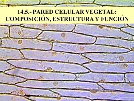 PARED CELULAR VEGETAL: COMPOSICIÓN, ESTRUCTURA Y FUNCIÓN