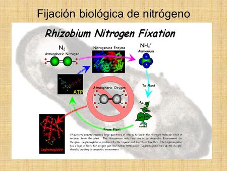 Fijación biológica de nitrógeno