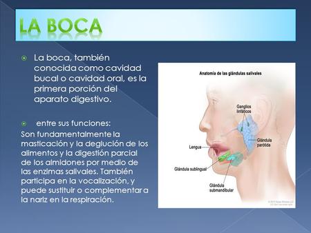 LA BOCA La boca, también conocida como cavidad bucal o cavidad oral, es la primera porción del aparato digestivo. entre sus funciones: Son fundamentalmente.