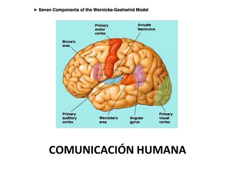 COMUNICACIÓN HUMANA.