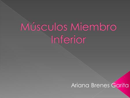 Músculos Miembro Inferior
