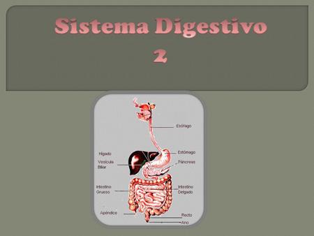 Sistema Digestivo 2.
