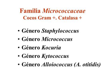 Familia Micrococcaceae Cocos Gram +. Catalasa +