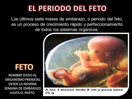 FETO EL PERIODO DEL FETO