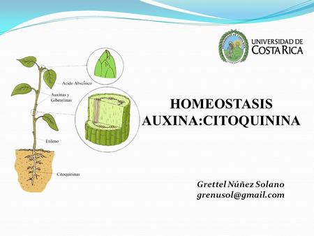 HOMEOSTASIS AUXINA:CITOQUININA