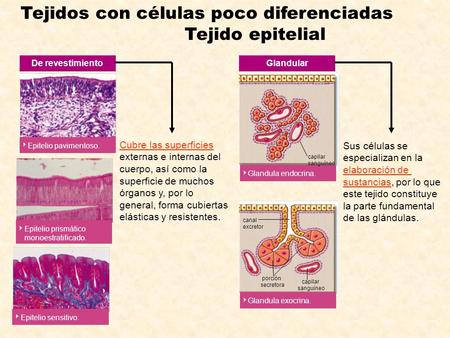 Tejidos con células poco diferenciadas Tejido epitelial