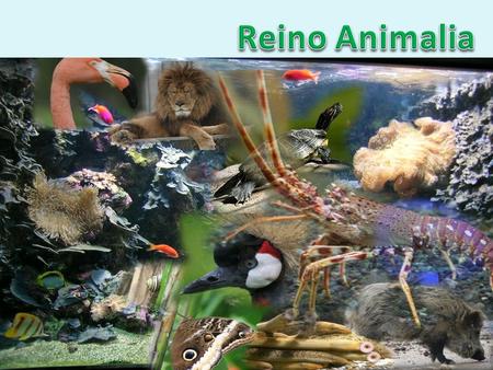 Reino Animalia.