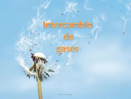 Intercambio de gases Mary Arriagada.
