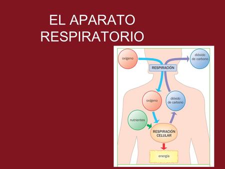 EL APARATO RESPIRATORIO