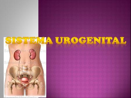 SISTEMA UROGENITAL.