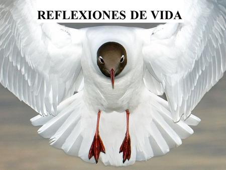 REFLEXIONES DE VIDA.