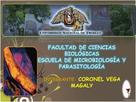 ¿QUE ES LA TUBERCULOSIS? SINTOMAS DE LA TUBERCULOSIS Tos persistente. Fiebre. Pérdida de peso. Cansancio constante. Sudores nocturnos. Pérdida de apetito.