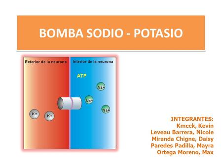 BOMBA SODIO - POTASIO INTEGRANTES: Kmcck, Kevin Leveau Barrera, Nicole